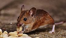24 Hour & Emergency Exterminators in Grapevine, AR